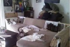 如何阻止狗狗亂咬家具？