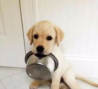 狗狗好像一直吃不飽，需要加餐嗎？