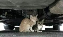 天冷了，開車前記得先喚醒它們！