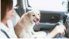 假期出去游玩，狗狗怎么辦呢？