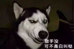 您家狗狗是不是也叫“撒手沒(méi)”？