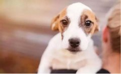 如何改善狗狗常見(jiàn)恐懼？