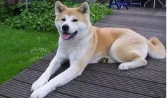 狗狗小知識(shí)，您知道多少？