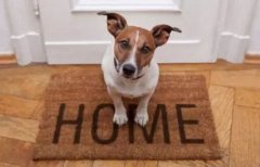 春節(jié)寵物寄養(yǎng)，不可不知的注意事項(xiàng)