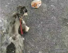 <b>狗狗亂撿東西吃怎么辦？——寵物百科知識</b>