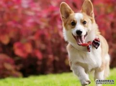 <b>如何讓狗狗安靜下來？——寵物百科知識</b>