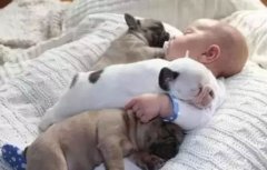 <b>怎么判別狗狗認你做主人？</b>