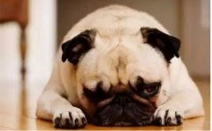 <b>狗狗口臭怎么辦？</b>