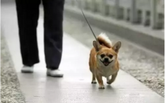 你真會遛狗嗎？-遛狗的過程中需要注意的一些問