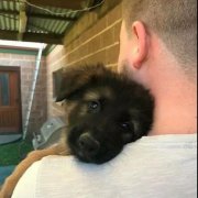 世界上最深厚的感情，排在第一位的竟是狗狗對(duì)