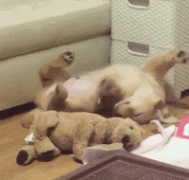 什么暖汪，全都是騙我養(yǎng)狗編出來(lái)的鬼話！