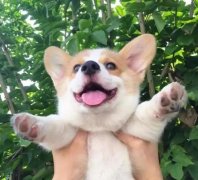 從沒被一只狗萌成這樣，除了它！