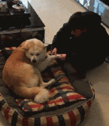 和狗狗說話恰恰說明你很聰明！