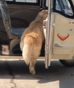 那位網友，你害怕的狗子，其實有這么慫！