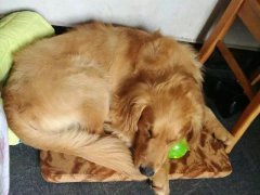 注意！狗狗的這些動作不是撒嬌，是求助！