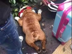 夏天超級熱，狗狗也會煩躁的，怎么辦吶？ 華興