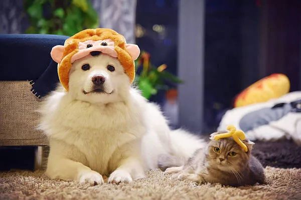 過年啦，家里的貓貓狗狗你是怎么安排的呢？快來看看