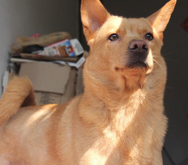 不要隨便打狗狗，否則后果會很嚴(yán)重