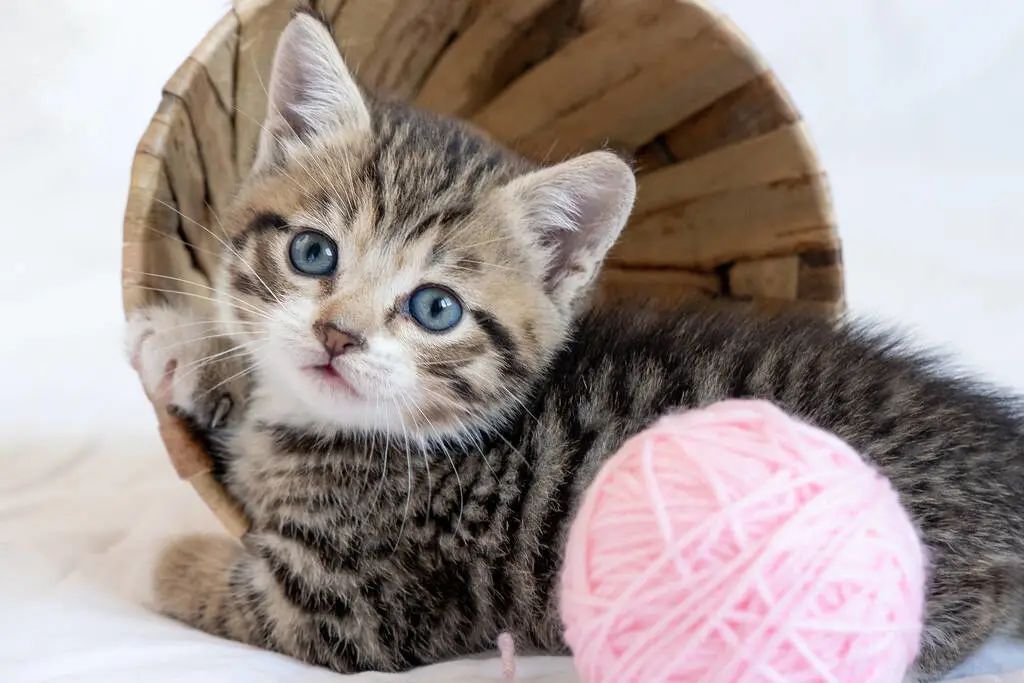 公貓和母貓的區(qū)別，你知道幾個？